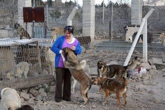 Fabrikasında 120 Köpeğe Bakıyor