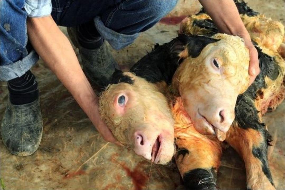 Milas&rsquo;ta &Ccedil;ift Başlı Buzağı G&ouml;renleri Hayrete D&uuml;ş&uuml;rd&uuml;