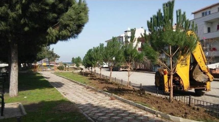 Lapseki&rsquo;de Parklara Fıstık &Ccedil;amı Dikiliyor