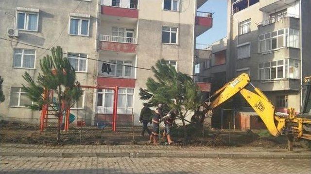 Lapseki’de Parklara Fıstık Çamı Dikiliyor