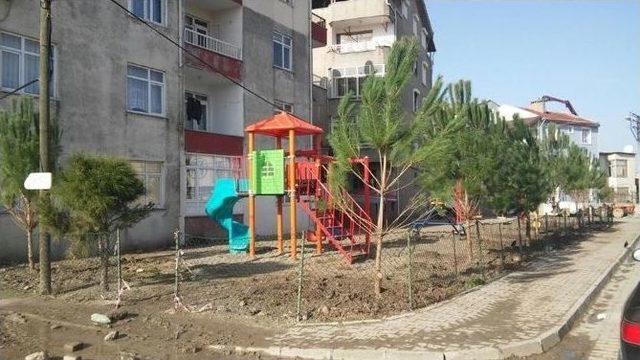 Lapseki’de Parklara Fıstık Çamı Dikiliyor