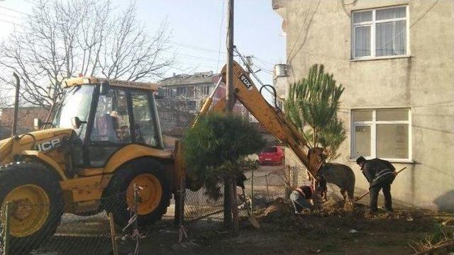 Lapseki’de Parklara Fıstık Çamı Dikiliyor