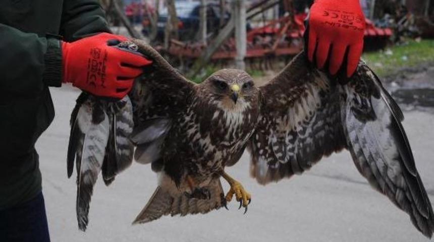 Yaralı Şahin Tedavi Altına Alındı
