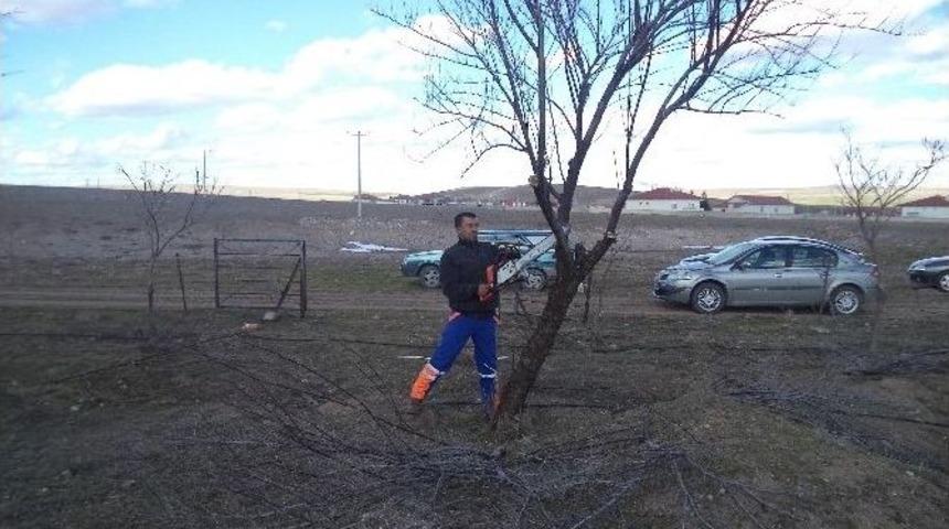 Cihanbeyli&rsquo;de Ağa&ccedil;lar Budanıyor