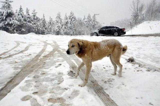 Kartepe'de Otel Bölgesine Giden Yol Kardan Ulaşıma Kapandı