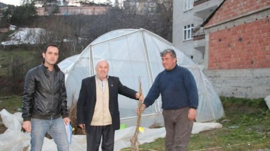 K&uuml;re&rsquo;de Ceviz Fidanları Dağıtıldı