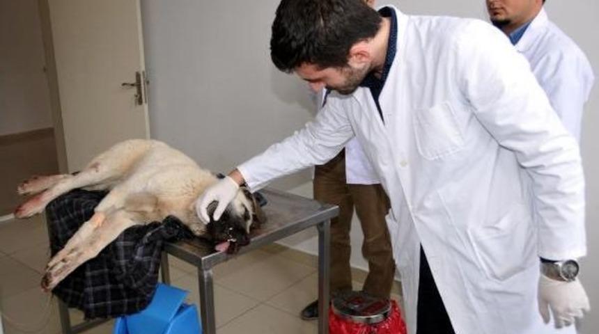 Otomobille K&ouml;peğine &Ccedil;arpan Kişiden Şikayet&ccedil;i Oldu