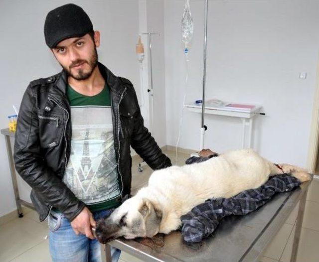 Otomobille Köpeğine Çarpan Kişiden Şikayetçi Oldu