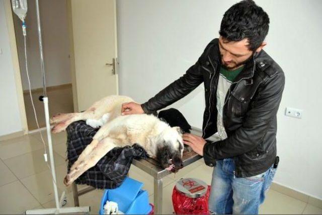 Otomobille Köpeğine Çarpan Kişiden Şikayetçi Oldu