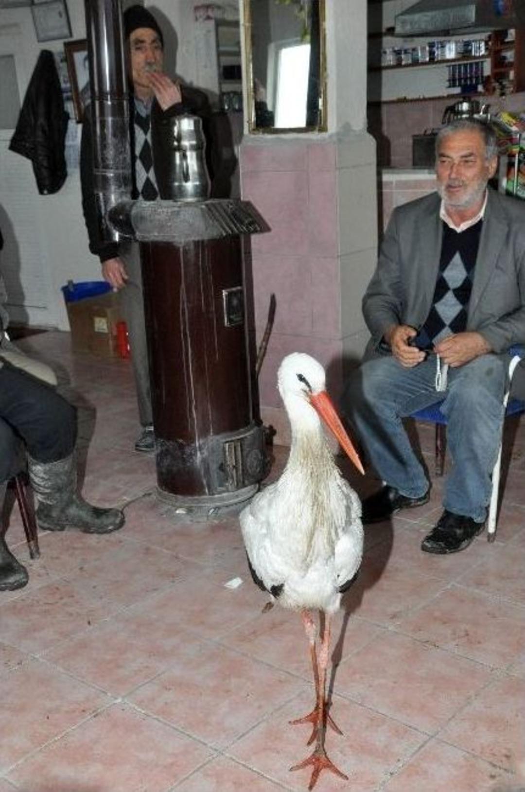 (&ouml;zel Haber) Leylek Kar Keyfi Yapıyor