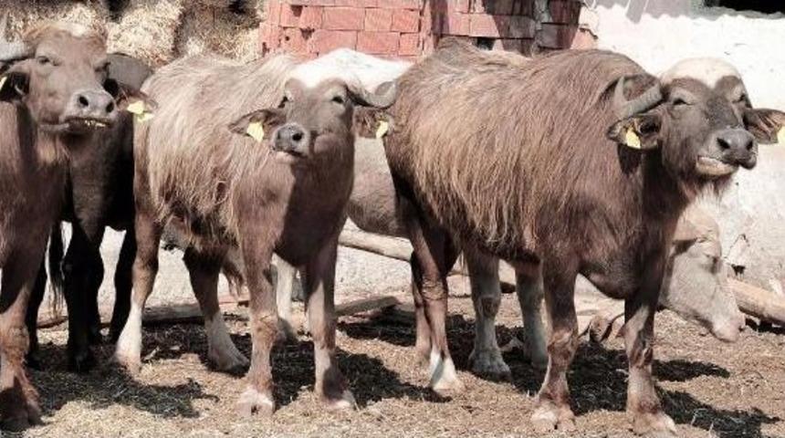 Yozgat'ta Manda Yetiştiriciliği I&ccedil;in Destek Projesi