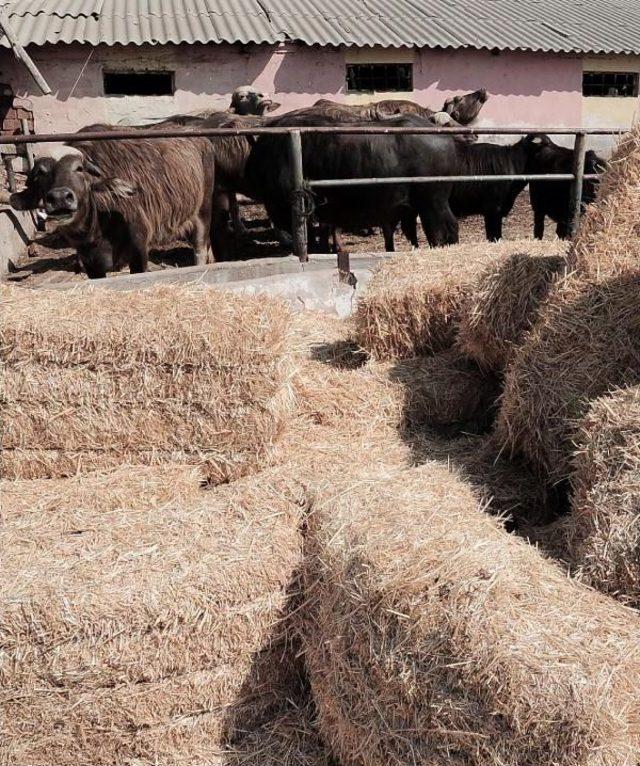 Yozgat'ta Manda Yetiştiriciliği Için Destek Projesi