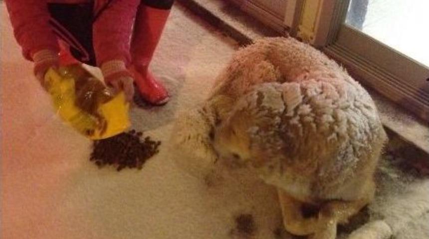 Beylikd&uuml;z&uuml; Belediyesi&rsquo;nden Sokak Hayvanlarına Yardım Eli