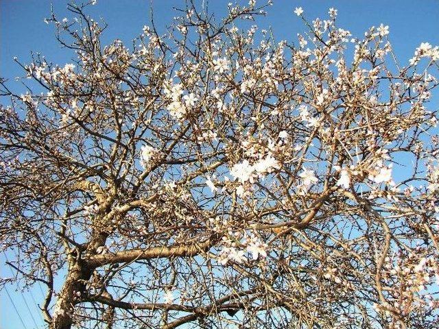 Yenipazar’da Yalancı Bahara Aldanıp Çiçek Açan Dallar Kar Altında Kaldı