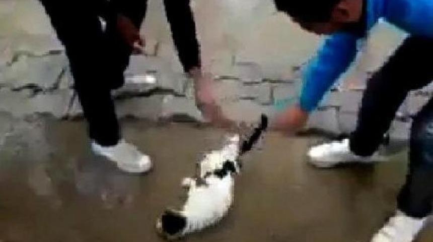 &Ccedil;evirerek Kedinin Başını D&ouml;nd&uuml;rd&uuml;ler