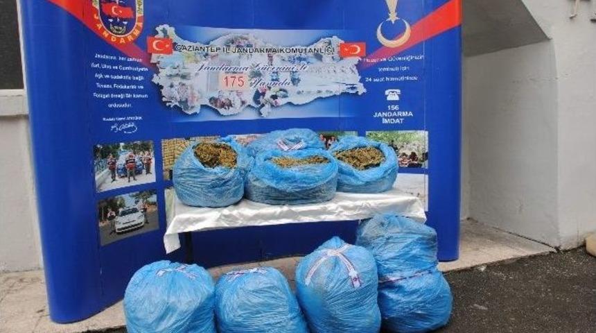 Gaziantep&rsquo;te 64 Kilo Kubar Esrar Maddesi Ele Ge&ccedil;irildi