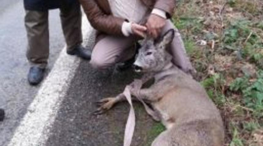 Yol Kenarında Yaralı Karaca Bulundu