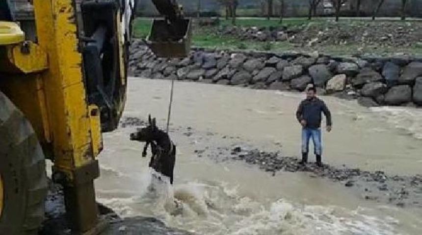 Derede Mahsur Kalan Eşeği Kurtarma Operasyonu