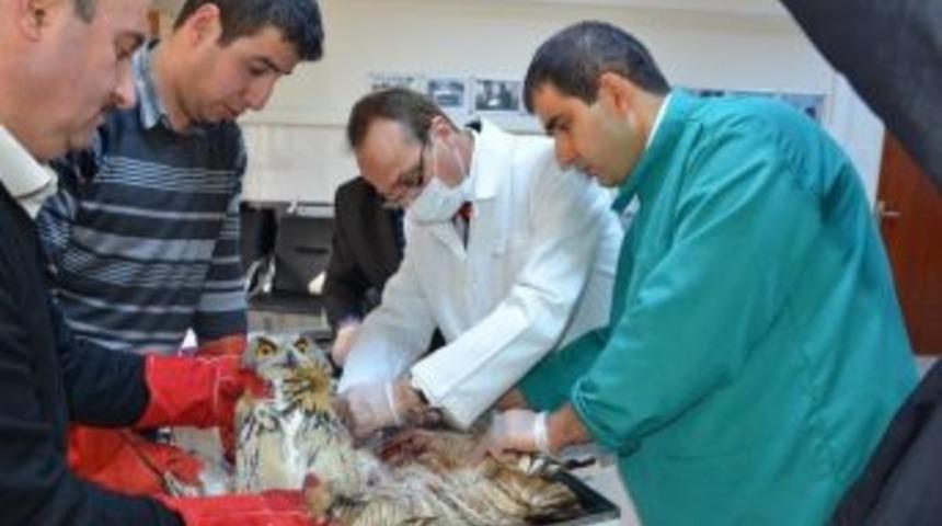 Yaralı Baykuş Ameliyat Edildi