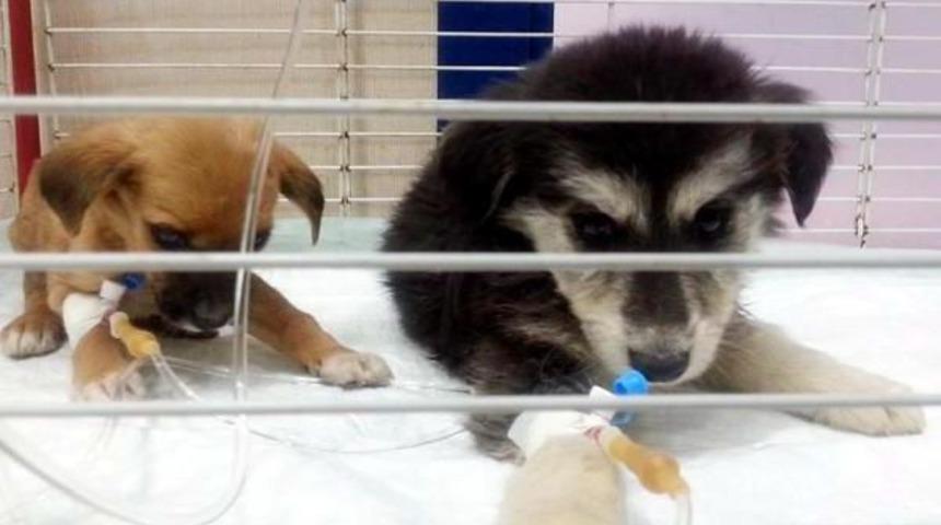 '&ouml;l&uuml;m Kampı'ndaki K&ouml;peklere Sıcak Yuva