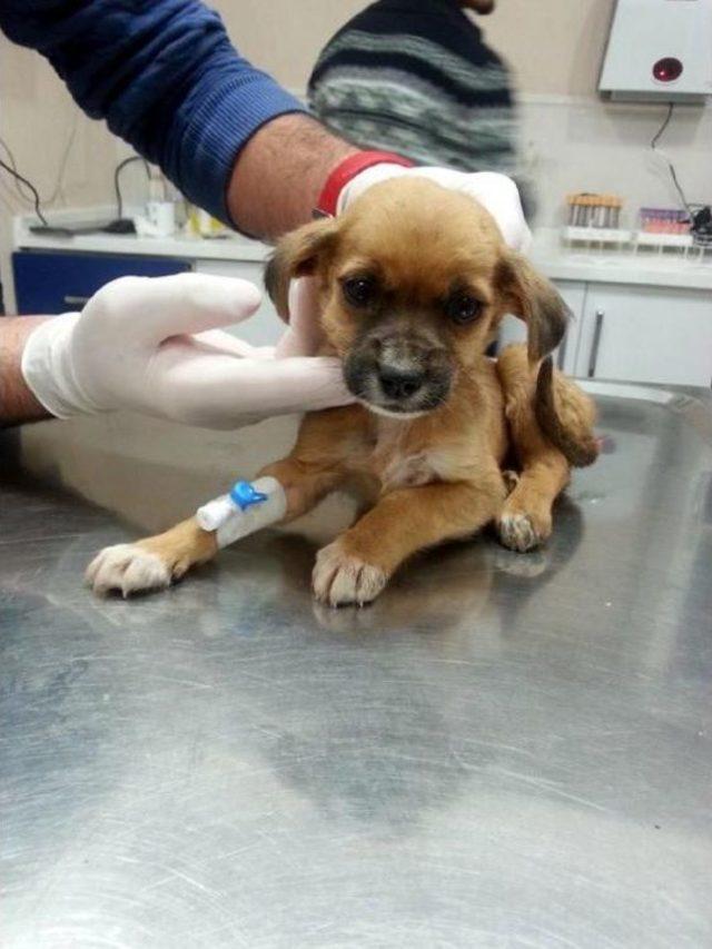 'ölüm Kampı'ndaki Köpeklere Sıcak Yuva