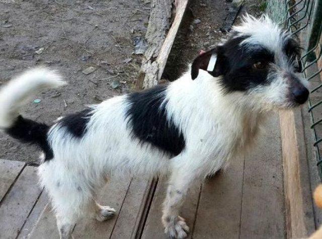 'ölüm Kampı'ndaki Köpeklere Sıcak Yuva