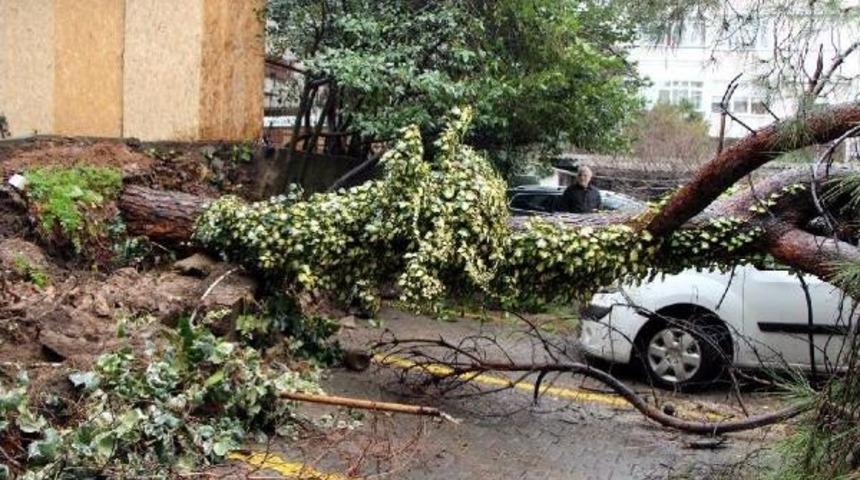 Ek Haber- Fotoğraflar / Bağdat Caddesi'nde Ağa&ccedil; Yol Ortasına Devrildi