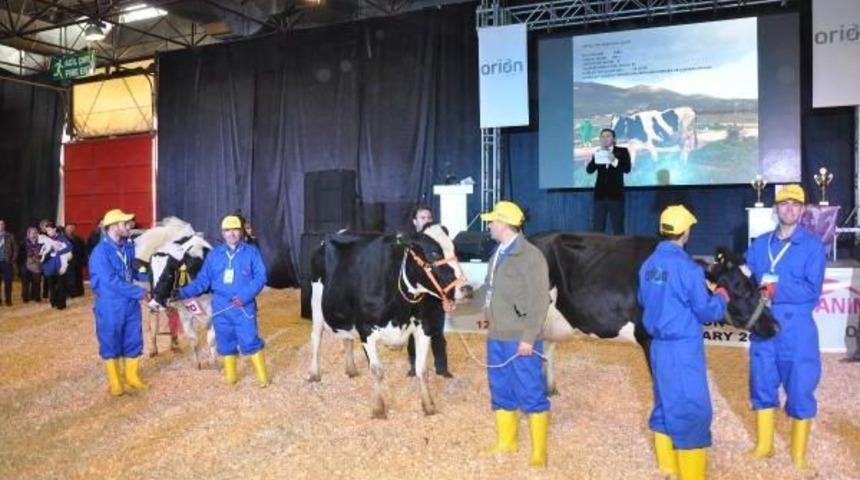 Tarım Ve Hayvancılık Fuarı Inek Şov Ile Kapılarını Açtı