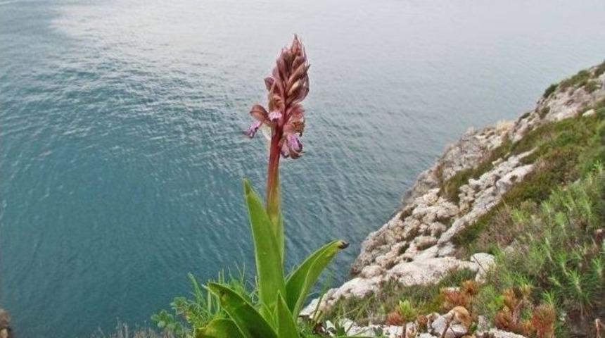 Kuşadası&rsquo;nda Orkideler A&ccedil;tı