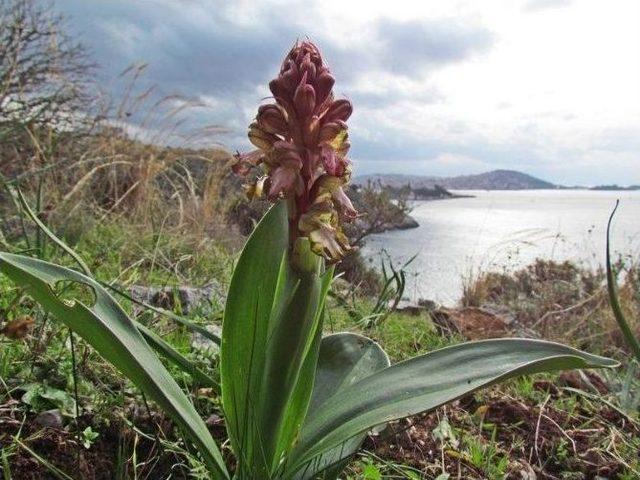 Kuşadası’nda Orkideler Açtı