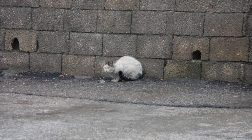 Kış, En &Ccedil;ok Sokak Hayvanlarını Etkiliyor