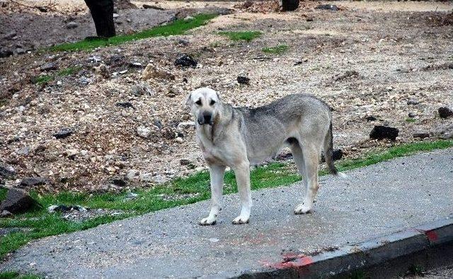 Kış, En Çok Sokak Hayvanlarını Etkiliyor