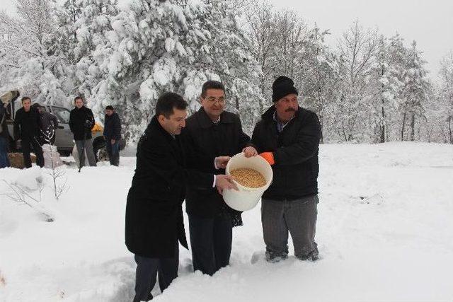 Çan’da Yaban Hayvanlarına Yem Desteği