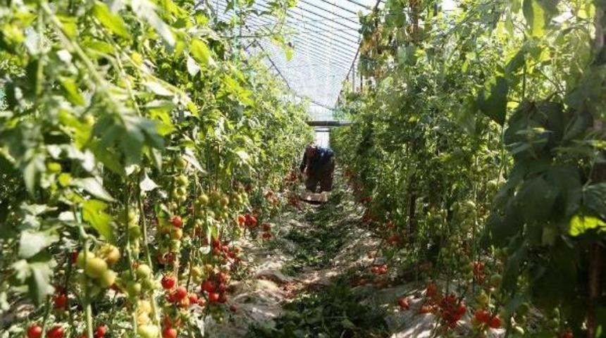 Domates &Uuml;reticide 1 Lira, Markette 5 Lira