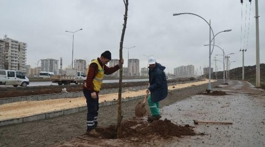 Diyarbakır&rsquo;da 642 Bin Adet Ağa&ccedil; Dikimi Ve &Ccedil;i&ccedil;ek Ekimi Yapıldı