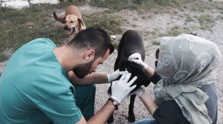 Barınakta G&uuml;nde 20 Hayvan Tedavi Ediliyor