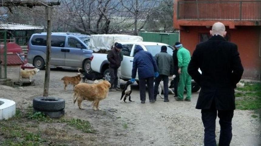 G&ouml;zleri G&ouml;rmeyen K&ouml;pek Koruma Altına Alındı