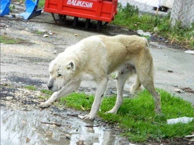 Gözleri Görmeyen Köpek Koruma Altına Alındı