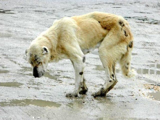 Gözleri Görmeyen Köpek Koruma Altına Alındı