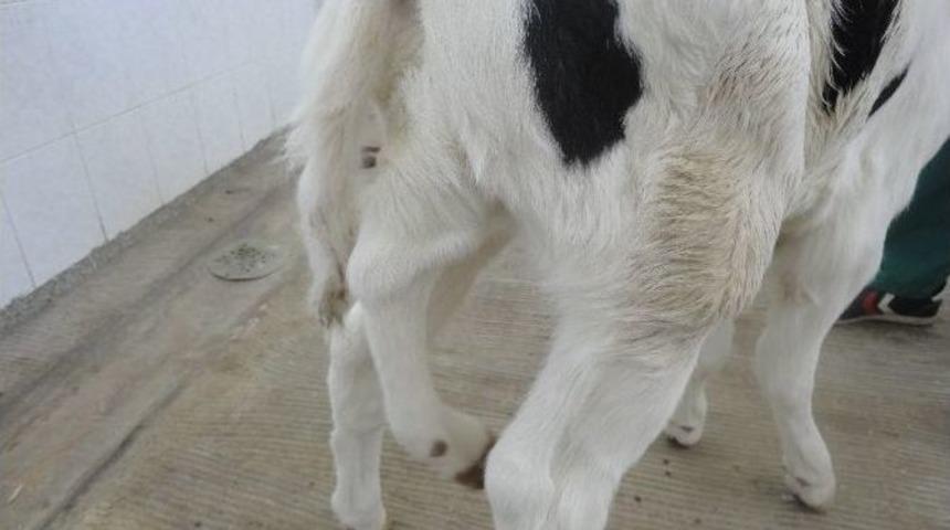 Milas&rsquo;ta 2 Başlı Buzağıdan Sonra 5 Bacaklı Buzağı