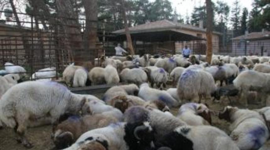 Kilis&rsquo;te K&uuml;&ccedil;&uuml;kbaş Hayvan Sayısı Fazla