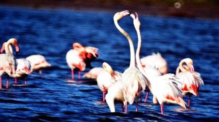 Flamingolardan Sevgililer G&uuml;n&uuml;'ne &Ouml;zel G&ouml;r&uuml;nt&uuml;ler