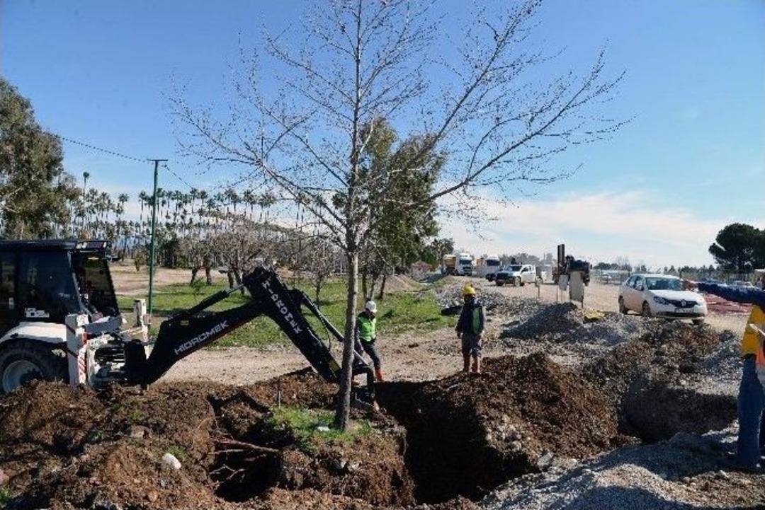 Dut Ağa&ccedil;ları Yeni Yerlerine Dikilecek