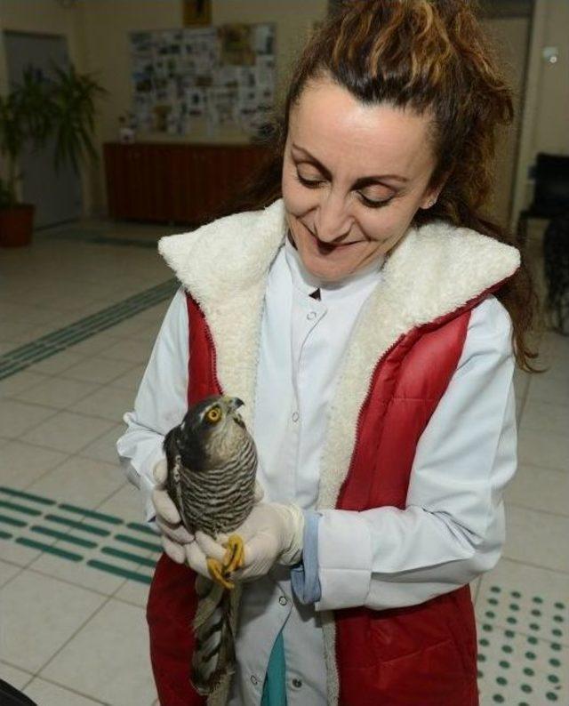 Tedavi Edilen Atmaca Gökyüzüyle Buluştu