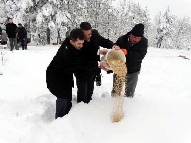 Çan'da Yaban Hayatı Unutulmadı