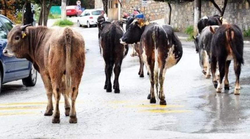 Boğanın Motosikletle Imtihanı