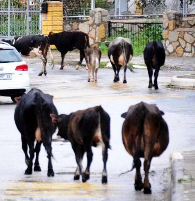 Boğanın Motosikletle Imtihanı