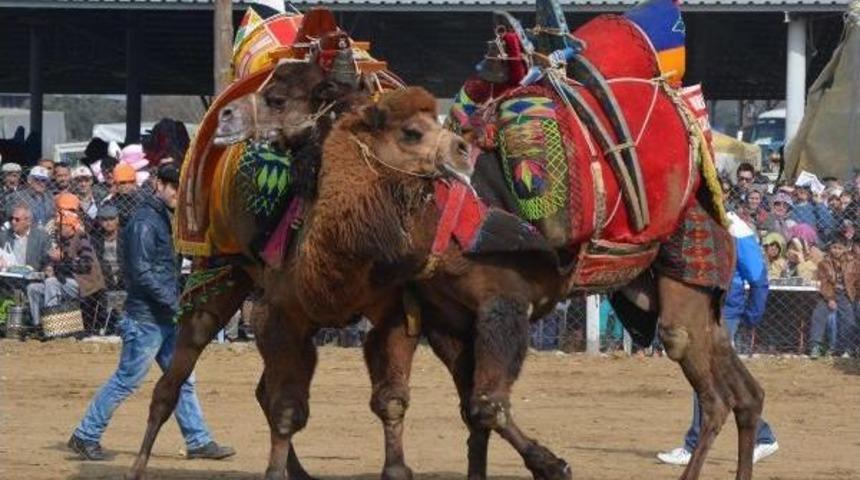 &Ccedil;ine'de Deve G&uuml;reşlerini 7 Bin Kişi Izleri