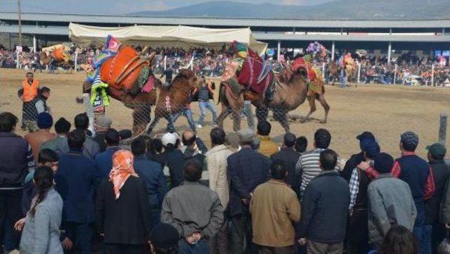 Çine'de Deve Güreşlerini 7 Bin Kişi Izleri