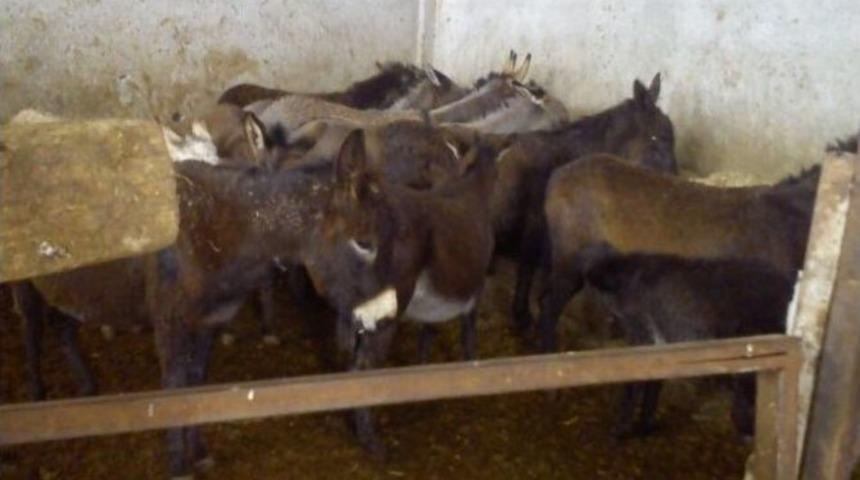 Adana&rsquo;da &rsquo;at Ve Eşek Eti&rsquo; Operasyonu